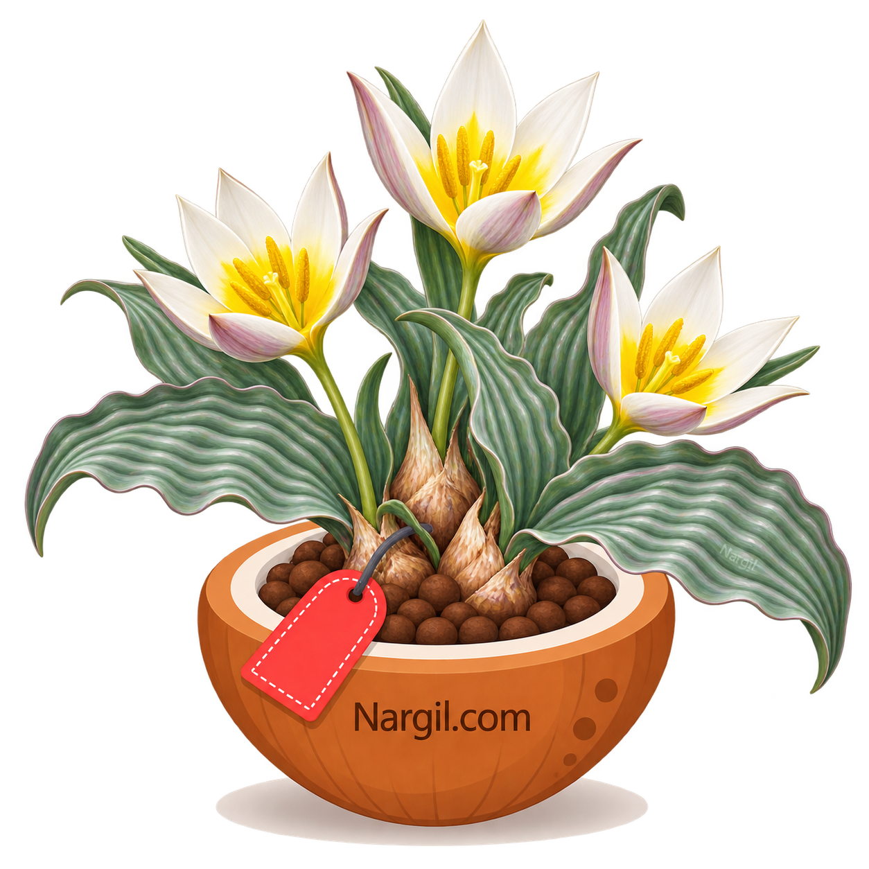 Nargil_Tulipa regelii